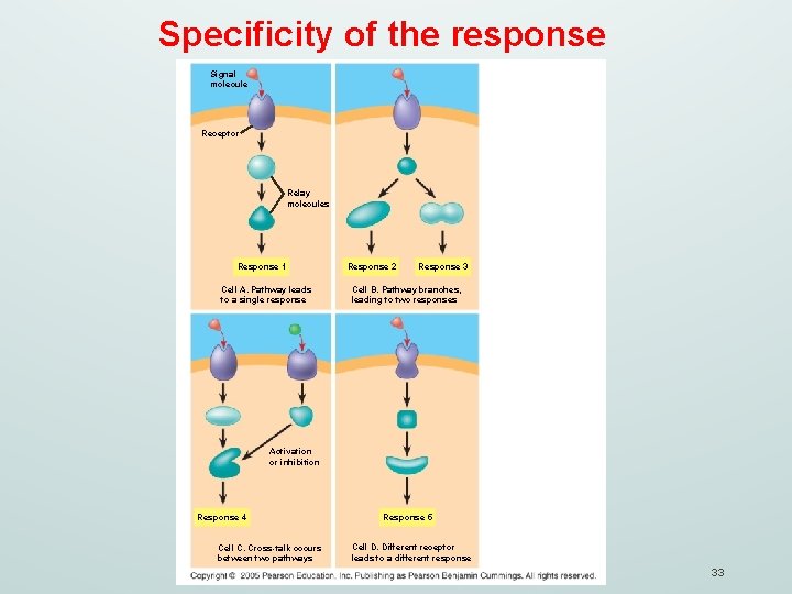 Specificity of the response Signal molecule Receptor Relay molecules Response 1 Cell A. Pathway