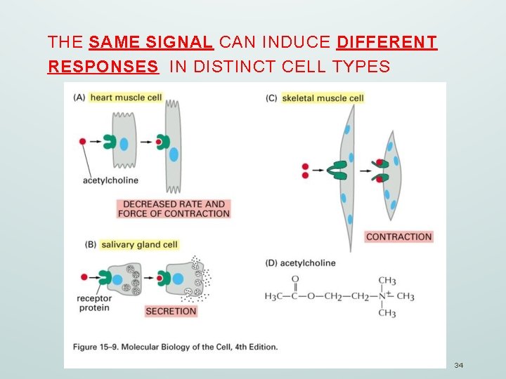 THE SAME SIGNAL CAN INDUCE DIFFERENT RESPONSES IN DISTINCT CELL TYPES 34 