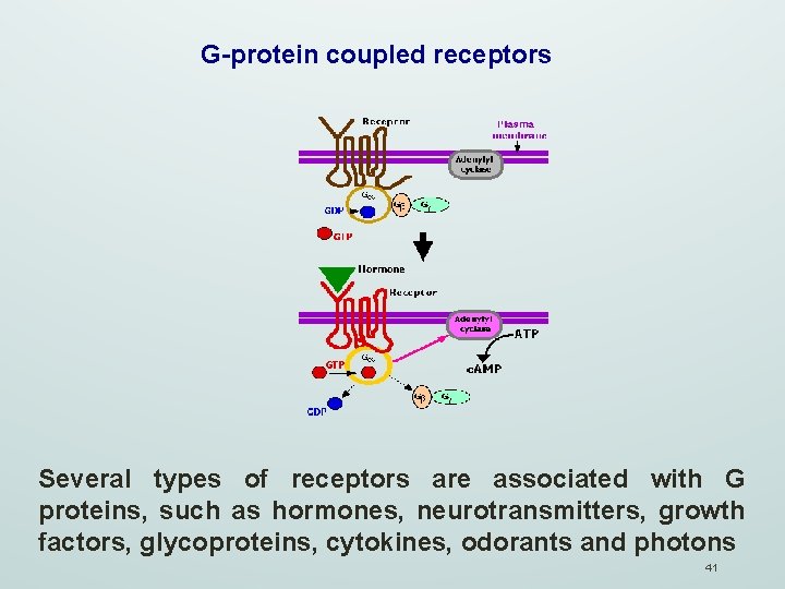 G-protein coupled receptors Several types of receptors are associated with G proteins, such as