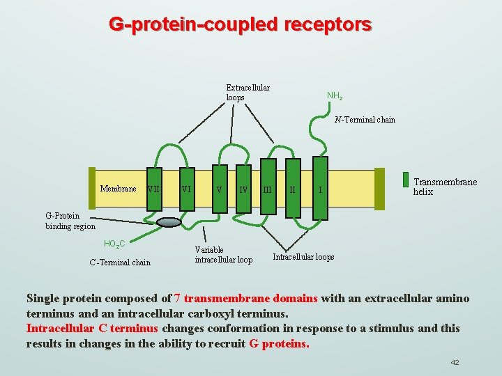 G-protein-coupled receptors Extracellular loops NH 2 N -Terminal chain Membrane VII VI V IV