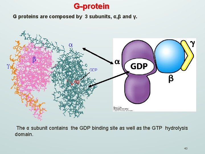 G-protein G proteins are composed by 3 subunits, α, β and γ. The α
