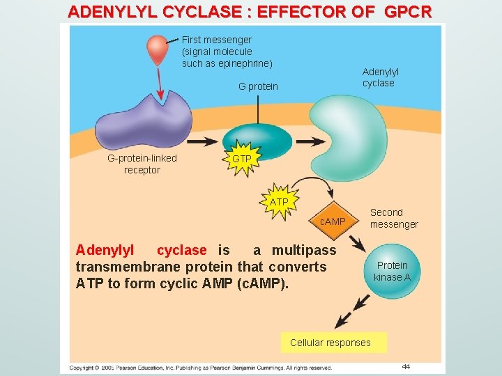 ADENYLYL CYCLASE : EFFECTOR OF GPCR First messenger (signal molecule such as epinephrine) Adenylyl