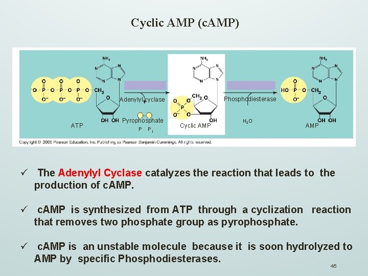 Cyclic AMP (c. AMP) Phosphodiesterase Adenylyl cyclase ATP Pyrophosphate P Pi Cyclic AMP H