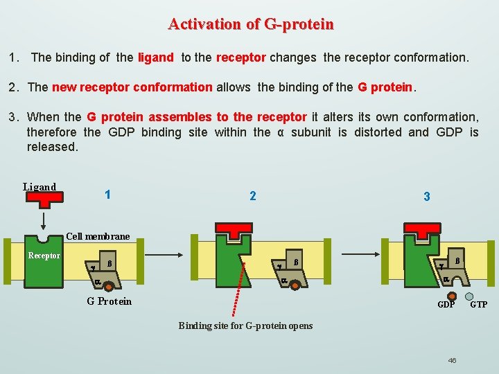 Activation of G-protein 1. The binding of the ligand to the receptor changes the