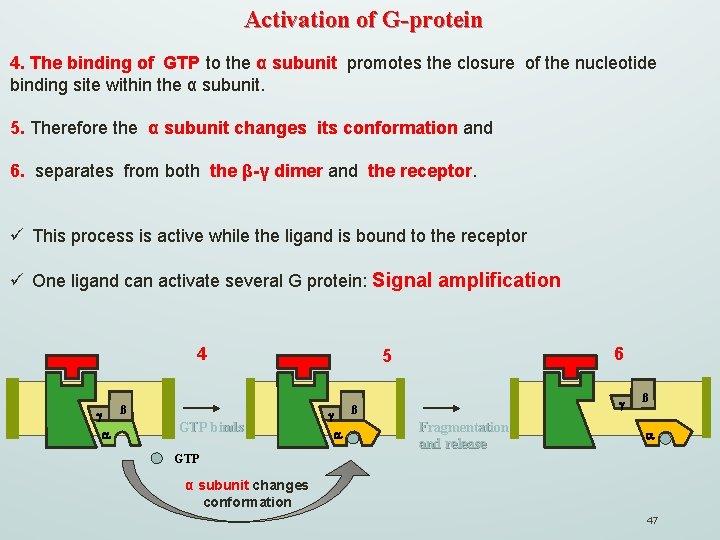 Activation of G-protein 4. The binding of GTP to the α subunit promotes the