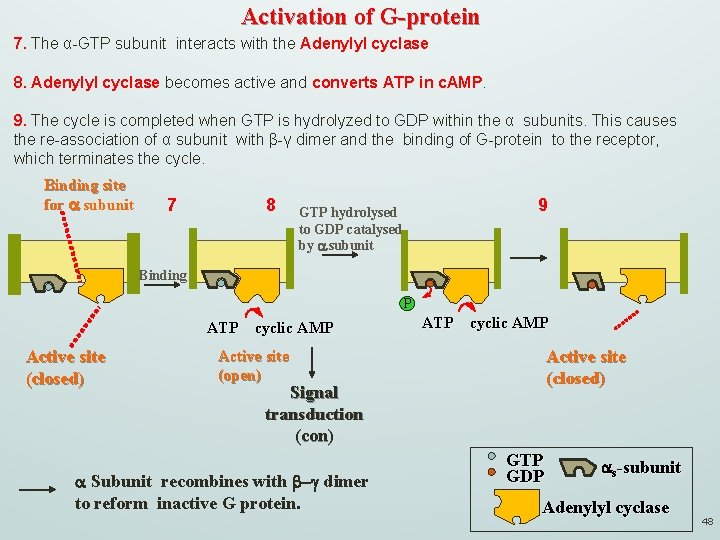 Activation of G-protein 7. The α-GTP subunit interacts with the Adenylyl cyclase 8. Adenylyl