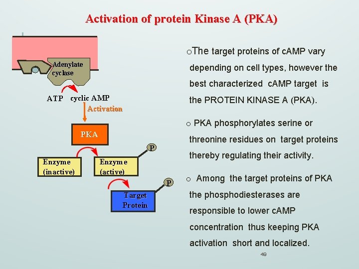 Activation of protein Kinase A (PKA) o. The target proteins of c. AMP vary