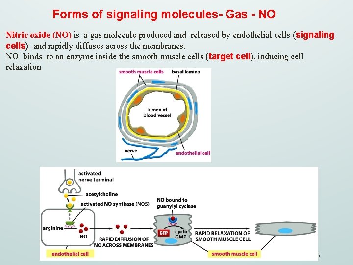 Forms of signaling molecules- Gas - NO Nitric oxide (NO) is a gas molecule