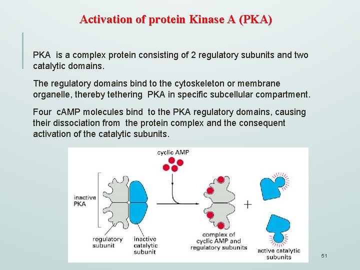 Activation of protein Kinase A (PKA) PKA is a complex protein consisting of 2