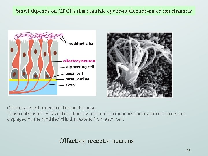 Smell depends on GPCRs that regulate cyclic-nucleotide-gated ion channels Olfactory receptor neurons line on