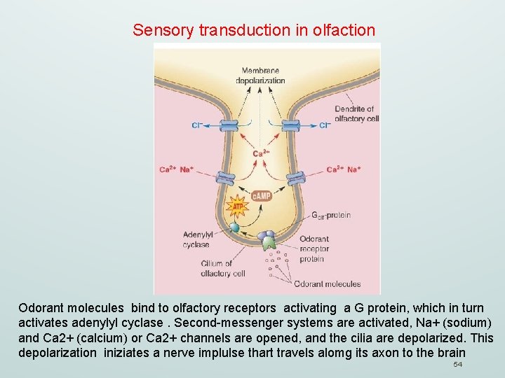 Sensory transduction in olfaction Odorant molecules bind to olfactory receptors activating a G protein,