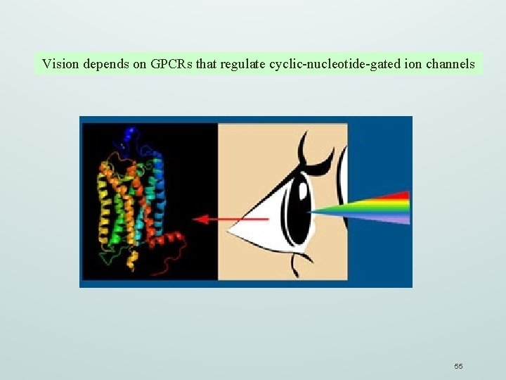Vision depends on GPCRs that regulate cyclic-nucleotide-gated ion channels 55 