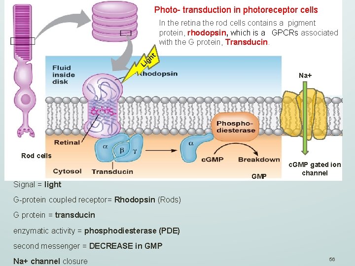 Photo- transduction in photoreceptor cells In the retina the rod cells contains a pigment