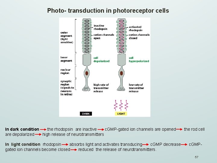 Photo- transduction in photoreceptor cells In dark condition the rhodopsin are inactive c. GMP-gated