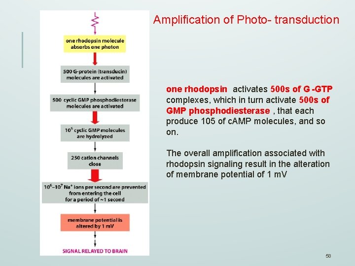 Amplification of Photo- transduction one rhodopsin activates 500 s of G -GTP complexes, which