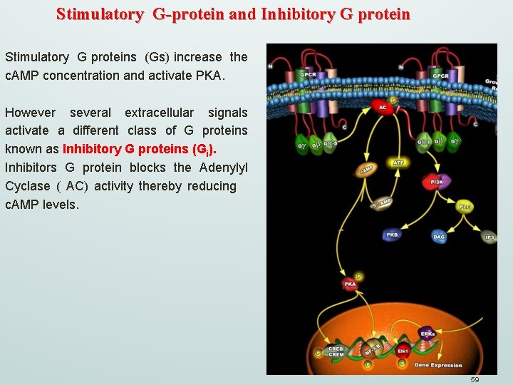 Stimulatory G-protein and Inhibitory G protein Stimulatory G proteins (Gs) increase the c. AMP