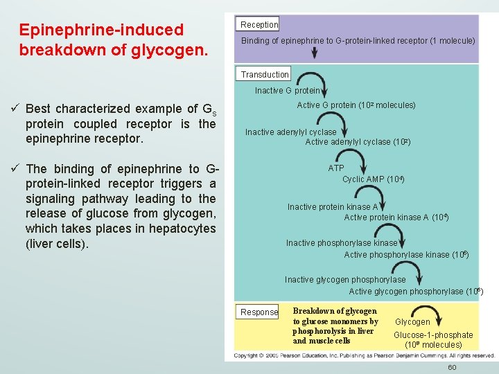Epinephrine-induced breakdown of glycogen. Reception Binding of epinephrine to G-protein-linked receptor (1 molecule) Transduction