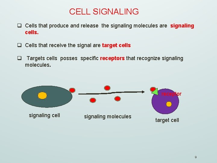 CELL SIGNALING q Cells that produce and release the signaling molecules are signaling cells.