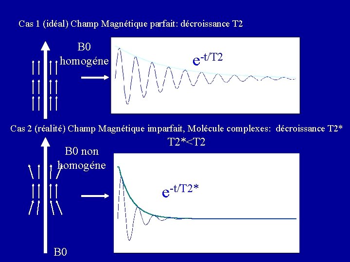 Cas 1 (idéal) Champ Magnétique parfait: décroissance T 2 B 0 homogéne e-t/T 2