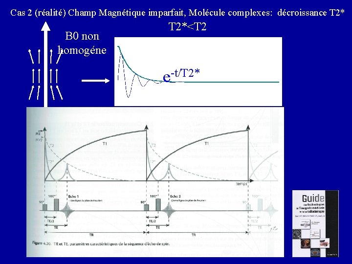 Cas 2 (réalité) Champ Magnétique imparfait, Molécule complexes: décroissance T 2* B 0 non