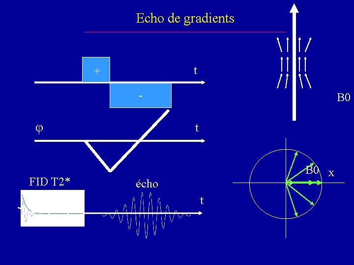 Echo de gradients t + - φ FID T 2* B 0 t B