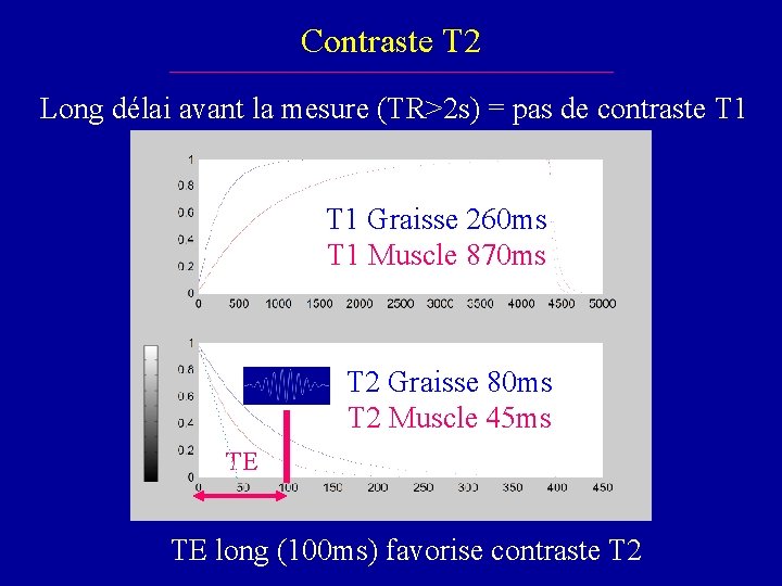 Contraste T 2 Long délai avant la mesure (TR>2 s) = pas de contraste