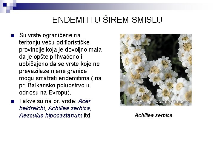 ENDEMITI U ŠIREM SMISLU n n Su vrste ograničene na teritoriju veću od florističke