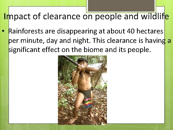 Impact of clearance on people and wildlife • Rainforests are disappearing at about 40