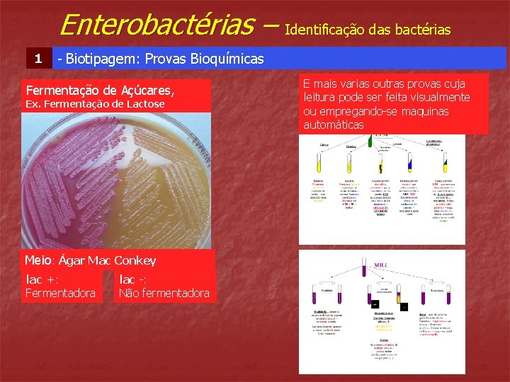 Enterobactérias – Identificação das bactérias 1 - Biotipagem: Provas Bioquímicas Fermentação de Açúcares, Ex.