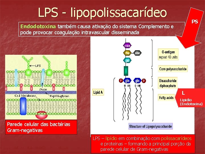 LPS - lipopolissacarídeo PS Endodotoxina também causa ativação do sistema Complemento e pode provocar