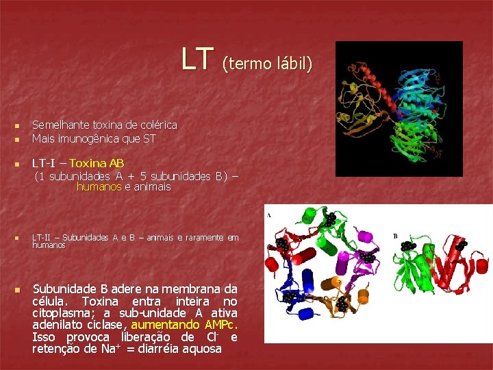 LT (termo lábil) n n n Semelhante toxina de colérica Mais imunogênica que ST