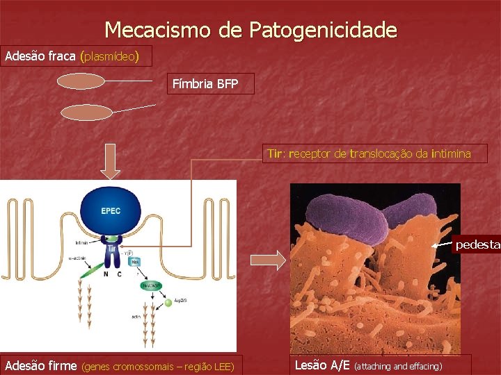 Mecacismo de Patogenicidade Adesão fraca (plasmídeo) Fímbria BFP Tir: receptor de translocação da intimina