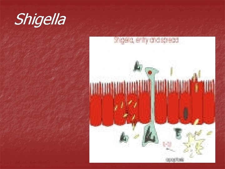 Shigella 