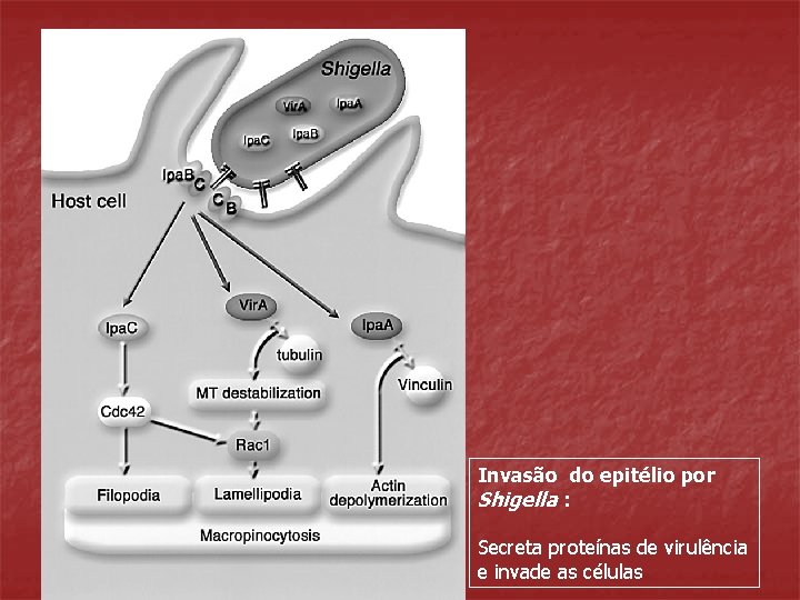 Invasão do epitélio por Shigella : Secreta proteínas de virulência e invade as células