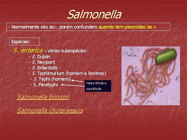 Salmonella - Normalmente são lac-, porém confundem quando tem plasmídeo lac+ Espécies: - S.