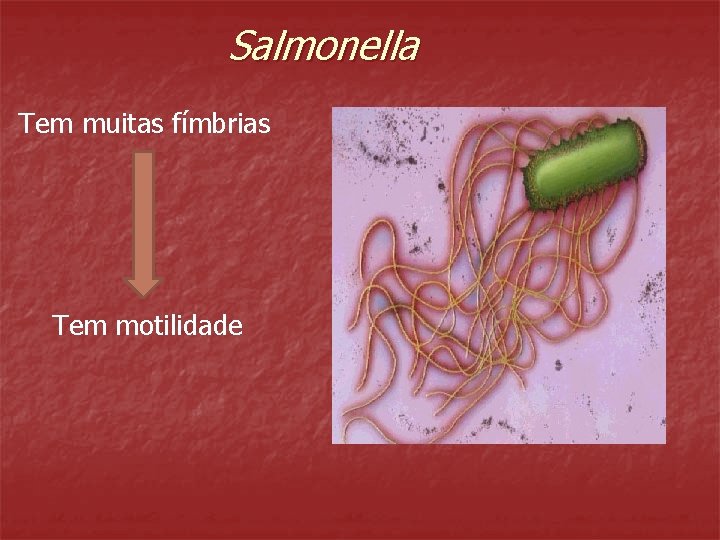 Salmonella Tem muitas fímbrias Tem motilidade 