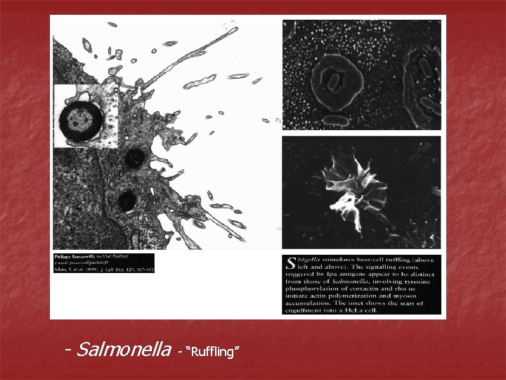 - Salmonella - “Ruffling” 