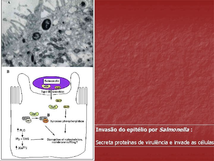 Invasão do epitélio por Salmonella : Secreta proteínas de virulência e invade as células