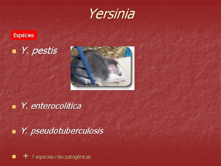 Yersinia Espécies n Y. pestis n Y. enterocolitica n Y. pseudotuberculosis n + 7
