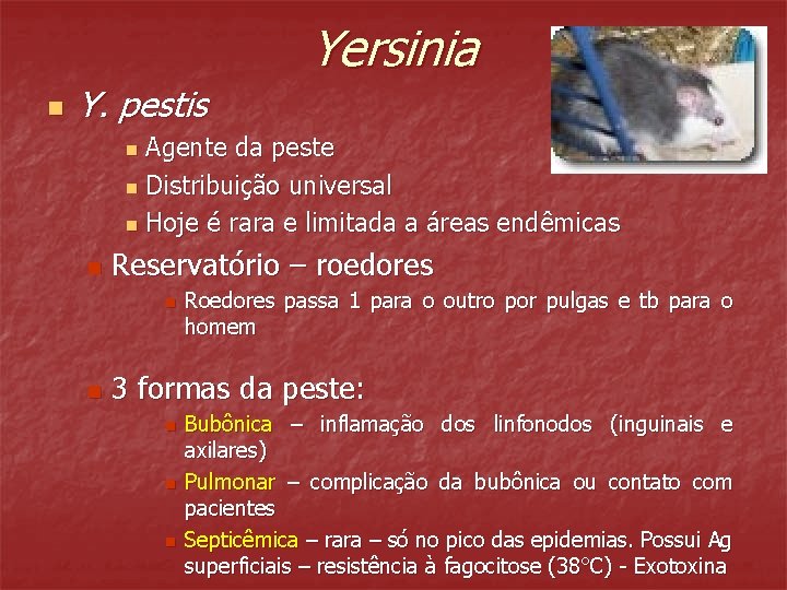 Yersinia n Y. pestis Agente da peste n Distribuição universal n Hoje é rara