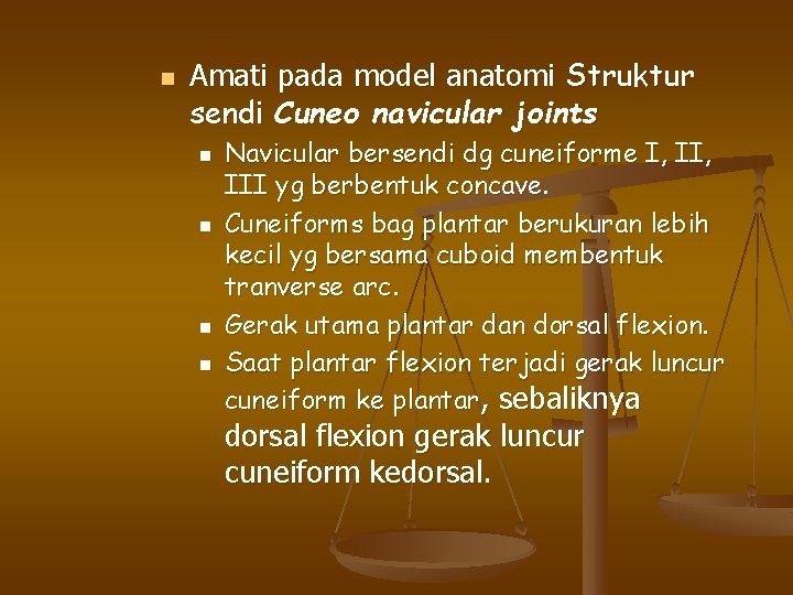 n Amati pada model anatomi Struktur sendi Cuneo navicular joints n n Navicular bersendi