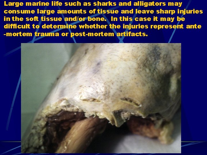 Large marine life such as sharks and alligators may consume large amounts of tissue