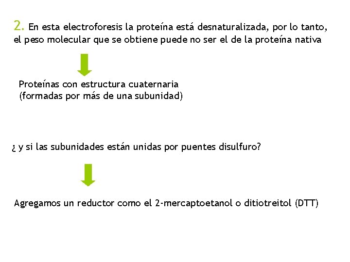2. En esta electroforesis la proteína está desnaturalizada, por lo tanto, el peso molecular