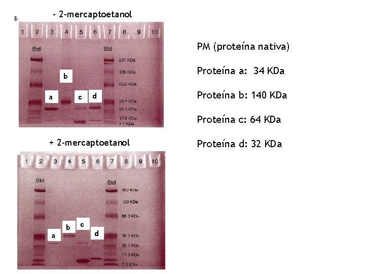 - 2 -mercaptoetanol PM (proteína nativa) Proteína a: 34 KDa b c a d