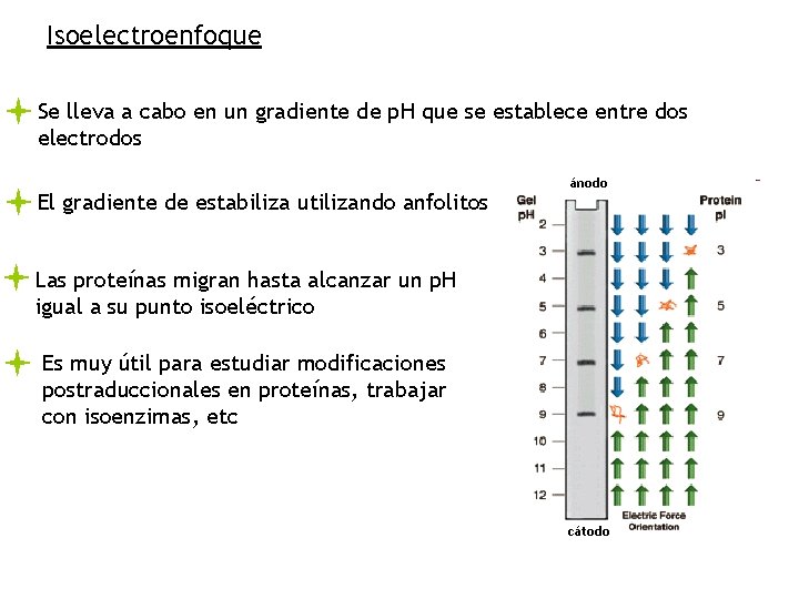 Isoelectroenfoque Se lleva a cabo en un gradiente de p. H que se establece