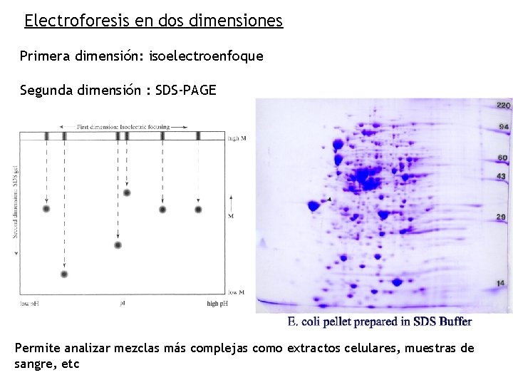 Electroforesis en dos dimensiones Primera dimensión: isoelectroenfoque Segunda dimensión : SDS-PAGE Permite analizar mezclas