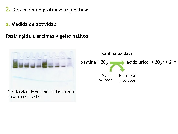 2. Detección de proteínas específicas a. Medida de actividad Restringida a enzimas y geles