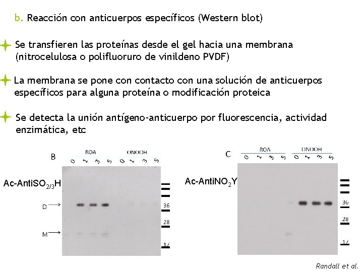 b. Reacción con anticuerpos específicos (Western blot) Se transfieren las proteínas desde el gel