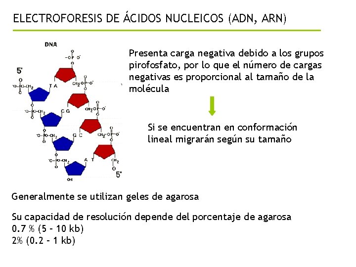 ELECTROFORESIS DE ÁCIDOS NUCLEICOS (ADN, ARN) Presenta carga negativa debido a los grupos pirofosfato,