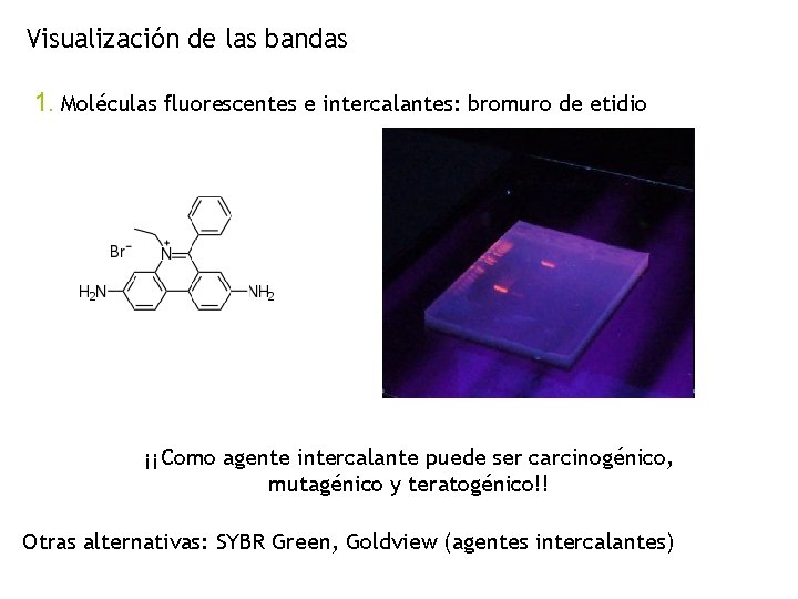 Visualización de las bandas 1. Moléculas fluorescentes e intercalantes: bromuro de etidio ¡¡Como agente